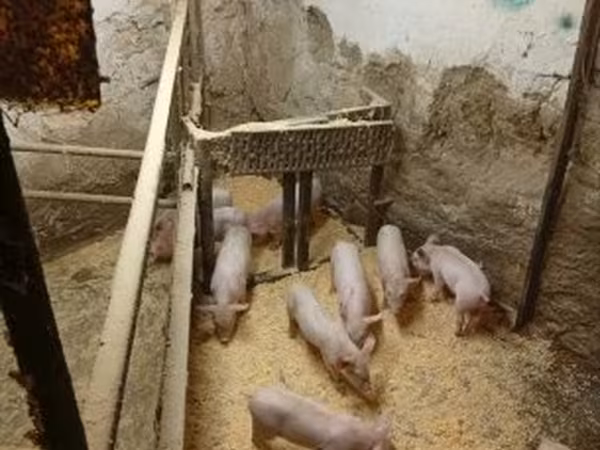 Eber, Schweine