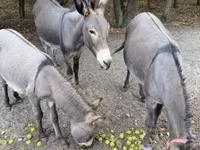Yegua, Caballos — foto 3
