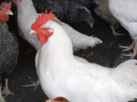 Chickens — الصورة 3