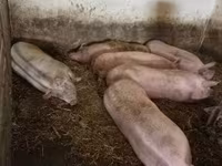 Locha, Świnie — zdjęcie 1