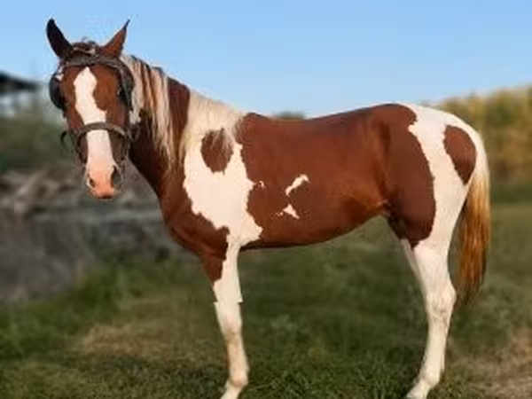 Cavalo, American paint horse