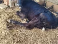 Kuh, Holstein-Rasse — Foto 2
