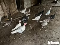 Turkeys — fotografija 3