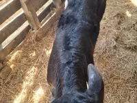 Bulle, Aberdeen-Angus — Foto 3
