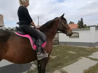 Kobyła, Hungarian horse breed — zdjęcie 3