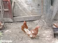 Chickens — 照片 1