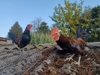 Chickens — الصورة 1