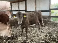母牛, Charolais cattle — 照片 2