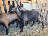 Теке, Alpine goat — 3-сурет