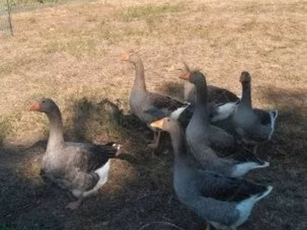 Duńska szara i szarobrokatna gęś