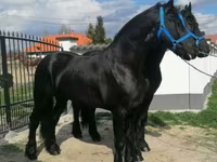 Pastuv, Friesian — fotografija 4