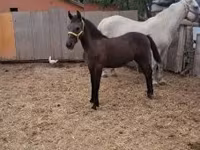 Pastuv, Lipizzaner — fotografija 5