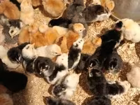 Chickens — fotografija 2