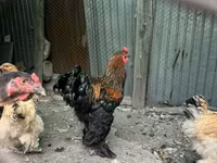 Brahma — fotografija 4