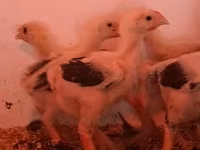 Chickens — fotografija 5