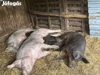 母猪, Крупная белая — 照片 5