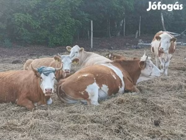 بقرة, Simmental cattle