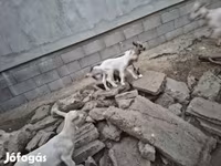 Ziege, Ziegen — Foto 2