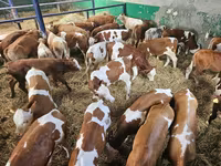 Bik, Simmental cattle — fotografija 2