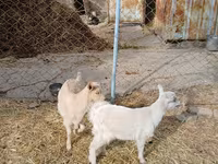 Koza, Saanen goat — fotografija 1