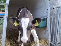 Vaca, Raza Holstein — foto 2