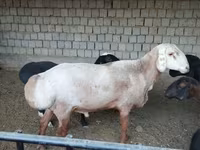 Ovan, Edilbay sheep — fotografija 5