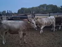 Touro, Simmental cattle — foto 2
