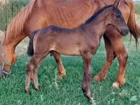 घोड़ा, Hungarian horse breed — फ़ोटो 6