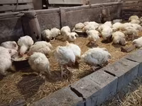 Chickens — fotografija 2