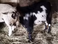 Ziegenbock, Ziegen — Foto 8
