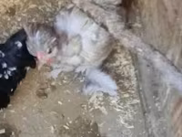 Chickens — fotografija 1