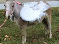 Kobila, Miniature horse — fotografija 3