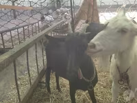 Ziege, Murcia-Granada goats — Foto 1
