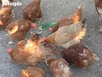 Chickens — Foto 1