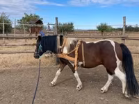Caballo, Caballos — foto 1