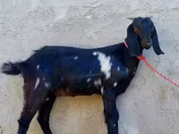 Koza, Beetal goats — fotografija 3