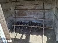 Guinea fowl — photo 4