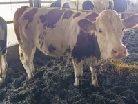 Krava, Simmental cattle — fotografija 3