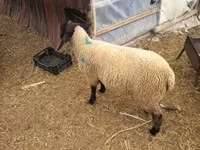 Ovan, White Suffolk sheep — fotografija 3