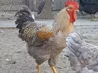Chickens — zdjęcie 2