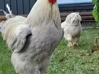 Brahma — zdjęcie 4