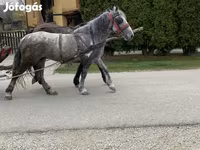 Yegua, Caballos — foto 1