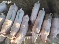 خنزيرة, الخنازير — الصورة 2