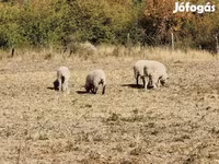 भेड़, White Suffolk sheep — फ़ोटो 6