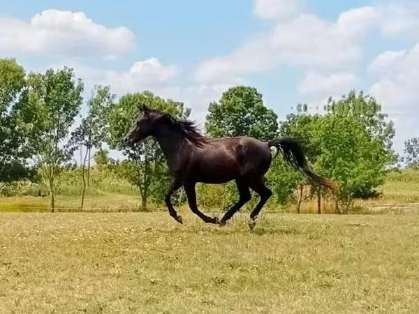 雄馬, American paint horse