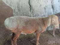 Qoyun, Afghan Arabi sheep — foto 3