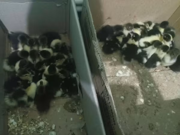 domaća muskovska patka