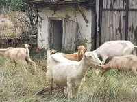 Kozioł, Kozy — zdjęcie 1