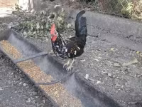 Chickens — foto 5