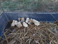 Chickens — Foto 4